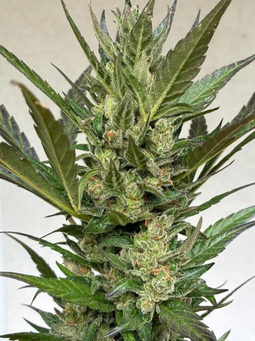 Papaya Cookies Auto. Week 12