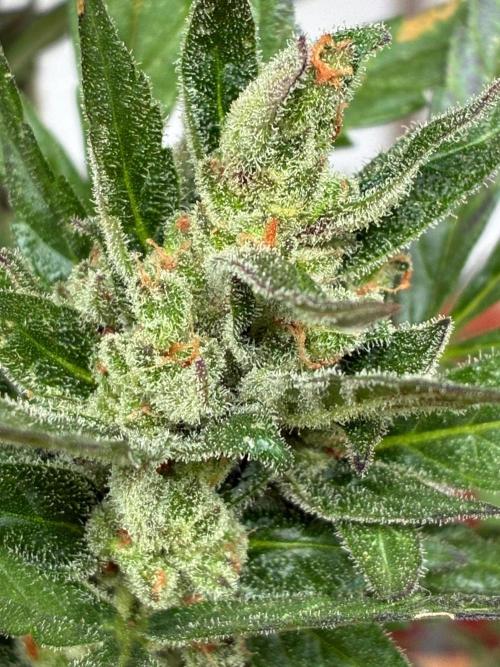Papaya Cookies Auto. Week 12
