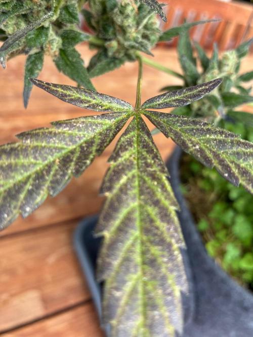 Papaya Cookies Auto. Week 12