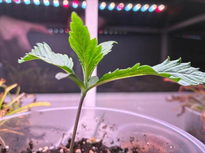 Super Boof Cherry FF - Good Genetix. Week 1