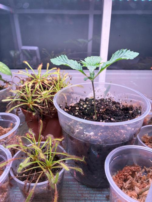 Super Boof Cherry FF - Good Genetix. Week 1