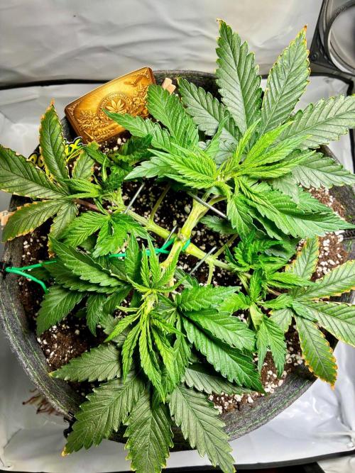 Super Boof Cherry FF - Good Genetix. Week 4