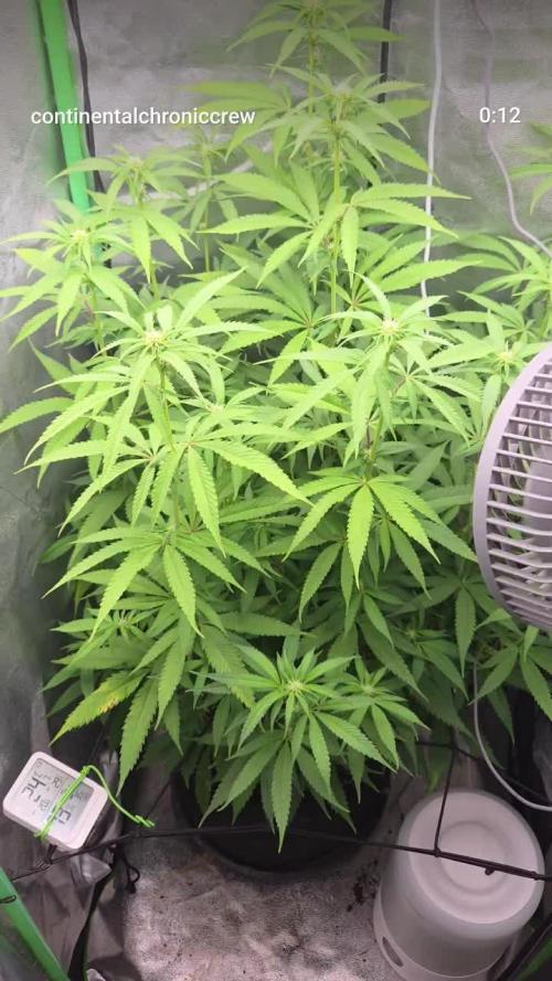 FF Gorilla Cookies FastBuds 🦍🍪