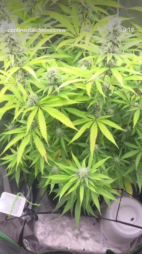 FF Gorilla Cookies FastBuds 🦍🍪