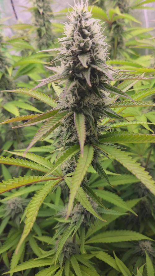 FF Gorilla Cookies FastBuds 🦍🍪