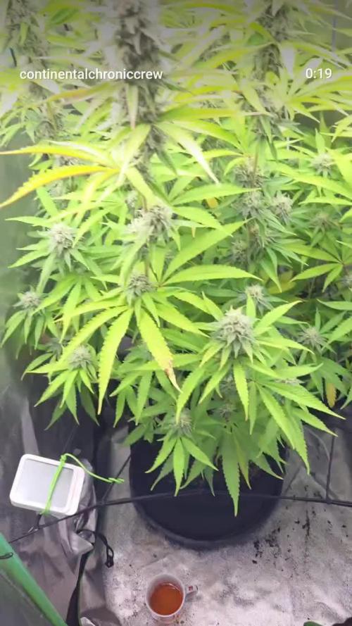 FF Gorilla Cookies FastBuds 🦍🍪