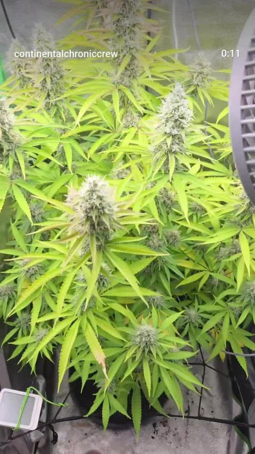 FF Gorilla Cookies FastBuds 🦍🍪