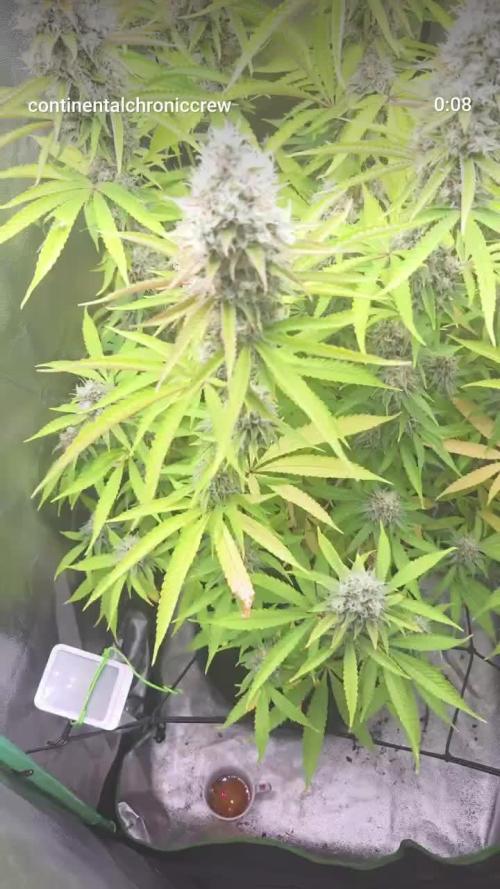 FF Gorilla Cookies FastBuds 🦍🍪