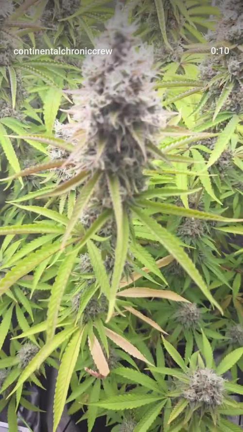 FF Gorilla Cookies FastBuds 🦍🍪