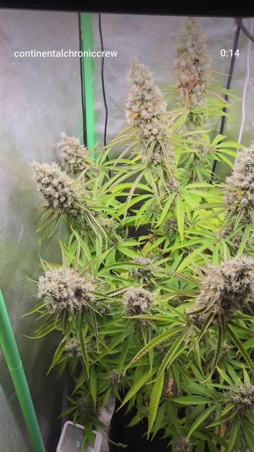 FF Gorilla Cookies FastBuds 🦍🍪