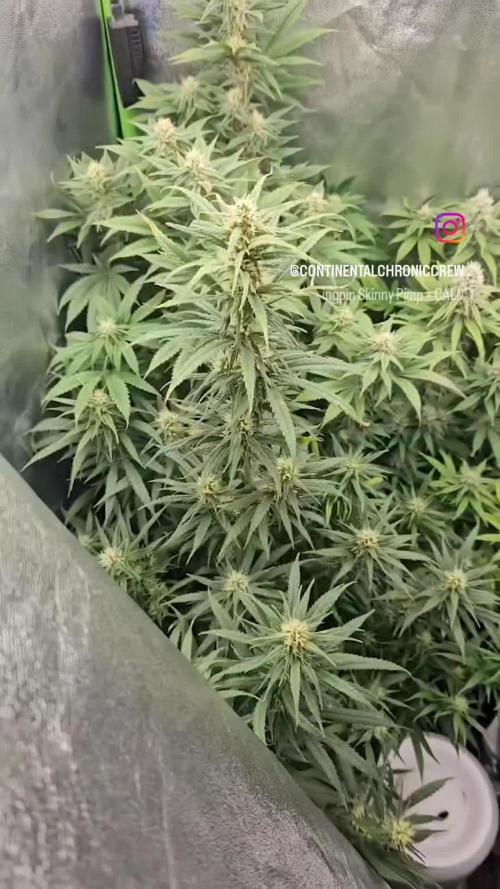  Tent-X Ultimate Grow Challenge / Downunder90 / Blueberry Muffin + Lemon Haze + Bubba Kush