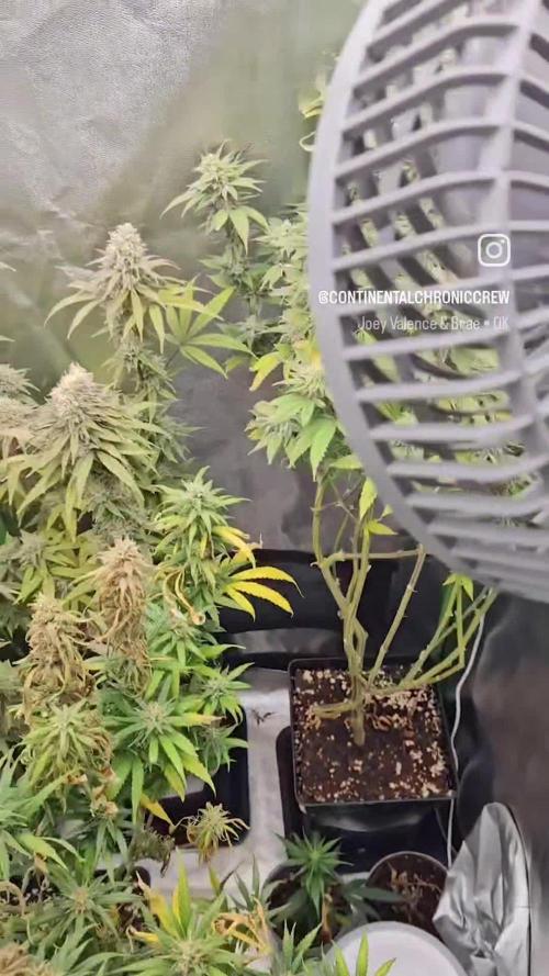  Tent-X Ultimate Grow Challenge / Downunder90 / Blueberry Muffin + Lemon Haze + Bubba Kush