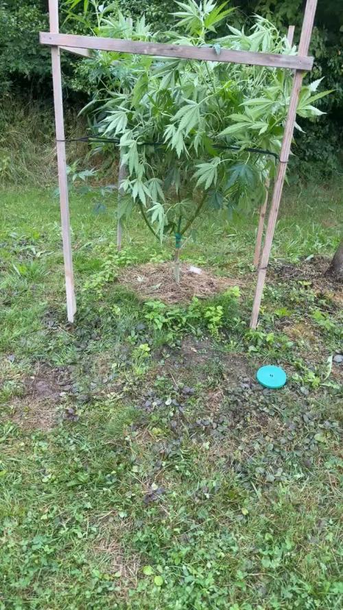 2025 Outdoor/greenhouse