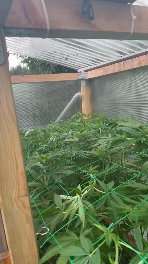 2025 Outdoor/greenhouse