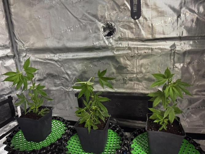 Glitter Bomb Cuts. Week 4 - Fresh out of the box (1 day shipping)