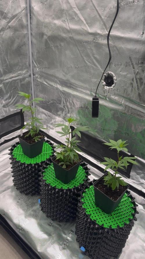 Glitter Bomb Cuts. Week 4 - 1 cycle with light