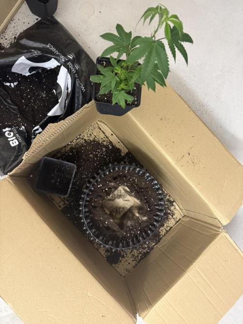 Glitter Bomb Cuts. Week 4 - Repotting from 1,6-liter in 12.5-liter Air Pot and mycorrhiza