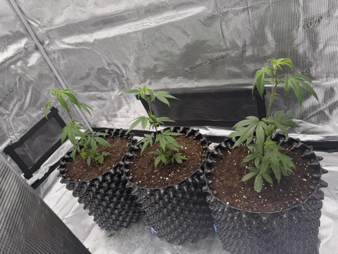 Glitter Bomb Cuts. Week 4