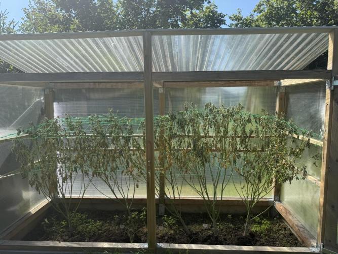 2025 Outdoor/greenhouse. Week 19