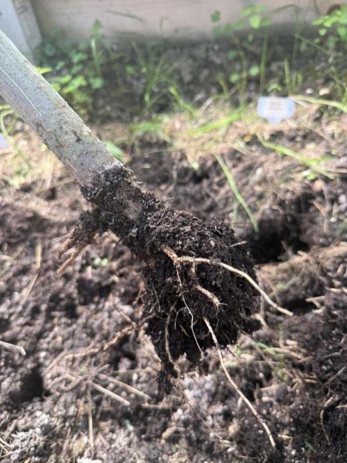 2025 Outdoor/greenhouse. Week 19