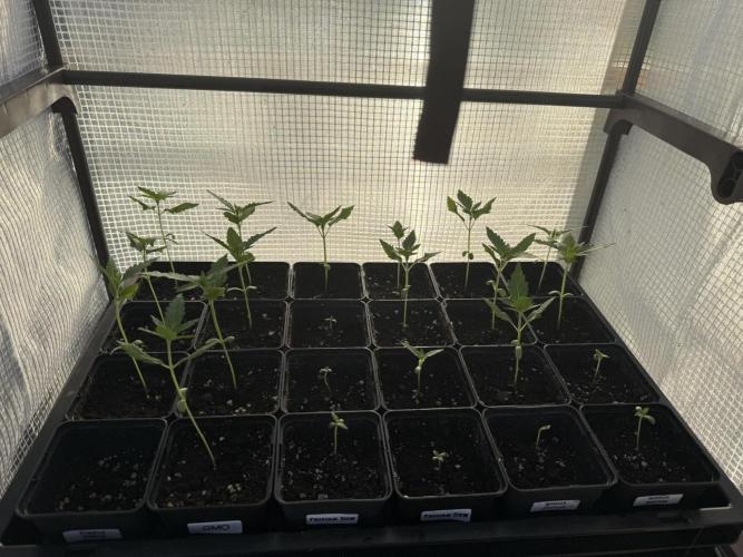 2025 Outdoor/greenhouse. Week 4