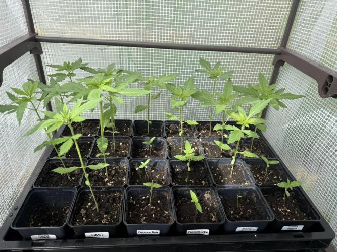 2025 Outdoor/greenhouse. Week 4