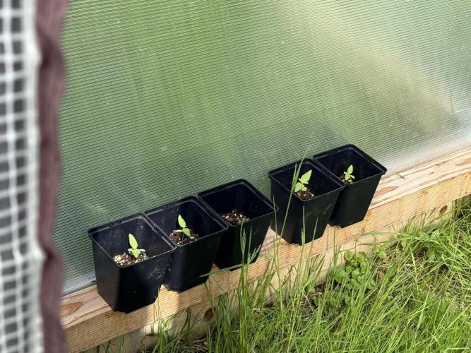 2025 Outdoor/greenhouse. Week 4