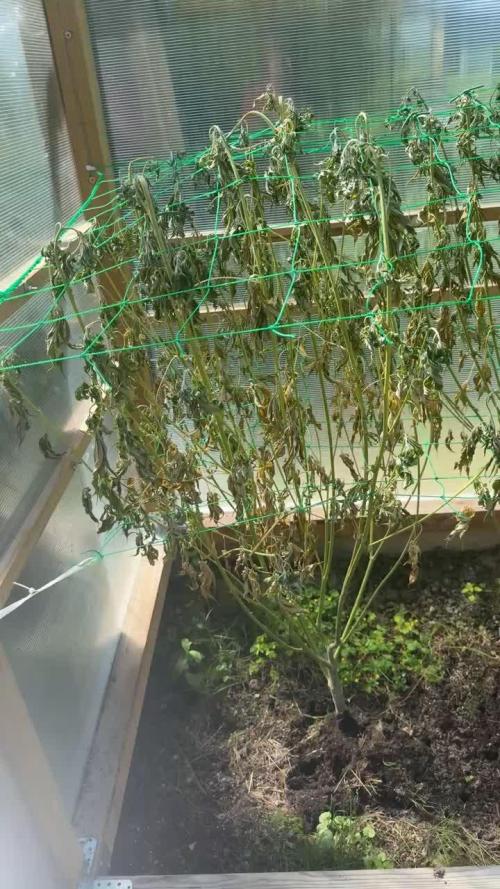 2025 Outdoor/greenhouse