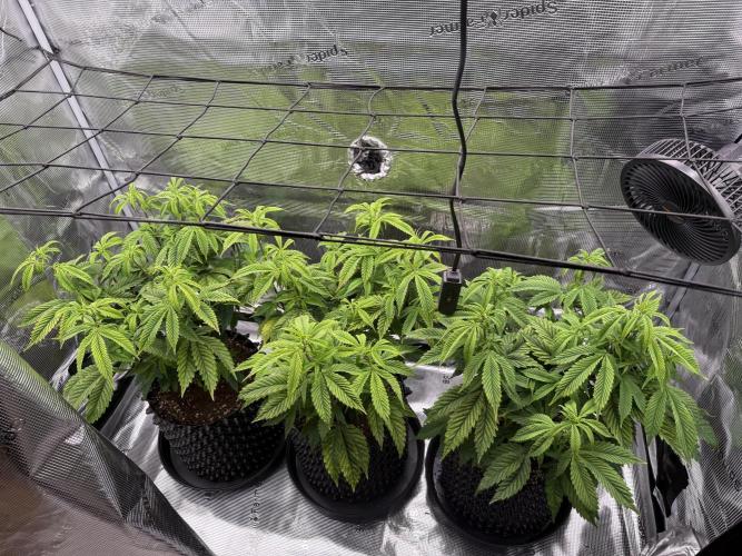 Glitter Bomb Cuts. Week 9