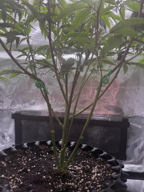 Glitter Bomb Cuts. Week 9