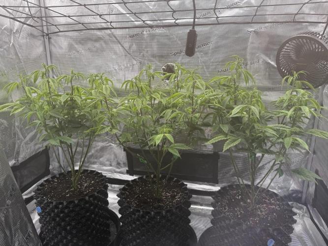 Glitter Bomb Cuts. Week 9