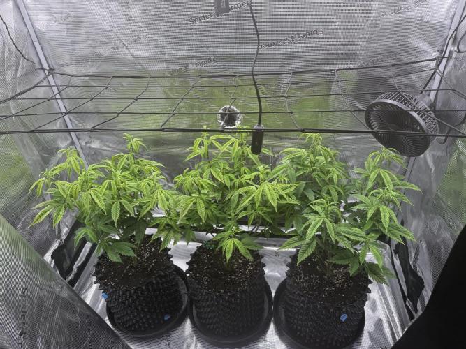 Glitter Bomb Cuts. Week 9