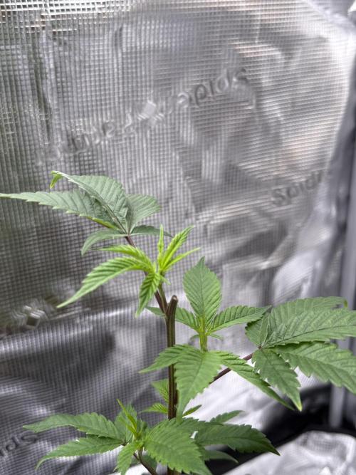 Glitter Bomb Cuts. Week 5