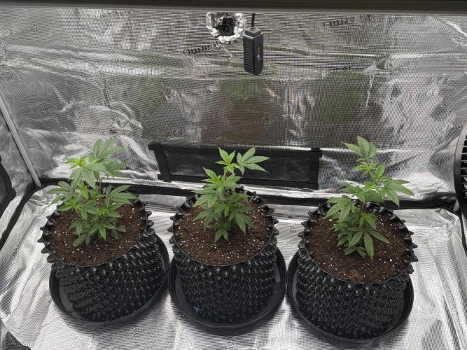 Glitter Bomb Cuts. Week 5