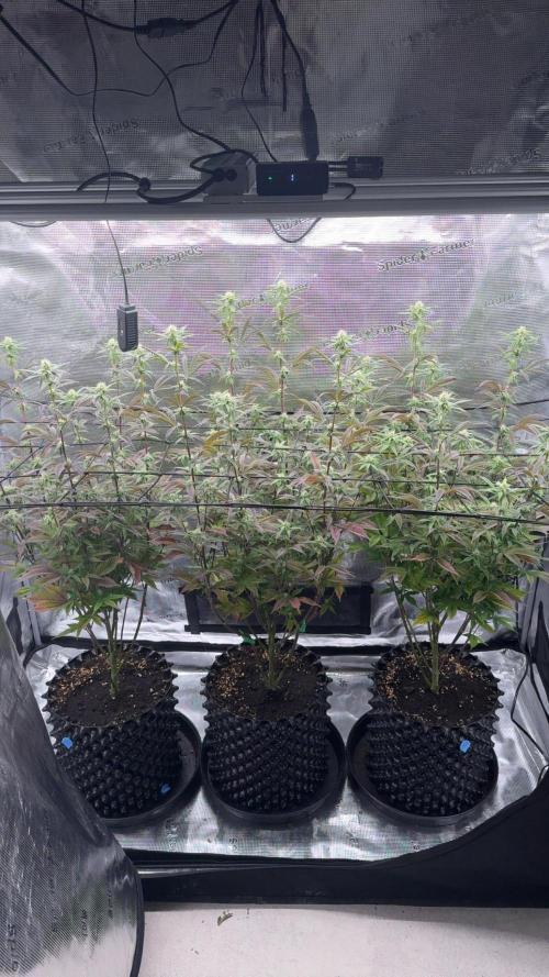 Glitter Bomb Cuts. Week 13