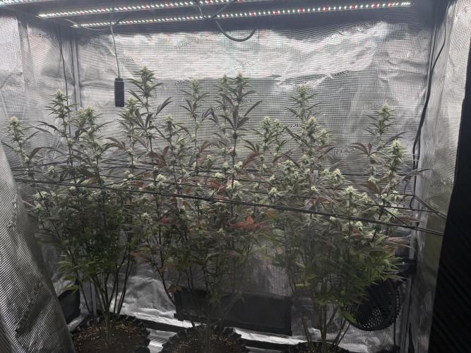 Glitter Bomb Cuts. Week 13