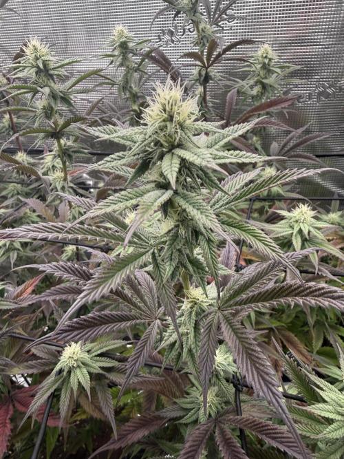 Glitter Bomb Cuts. Week 13