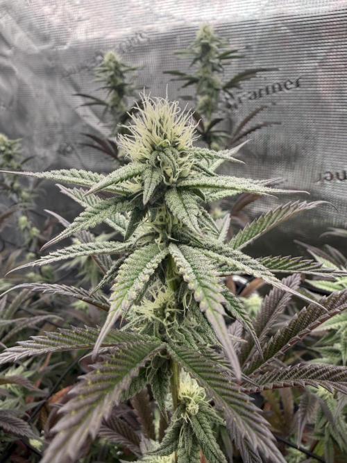 Glitter Bomb Cuts. Week 13