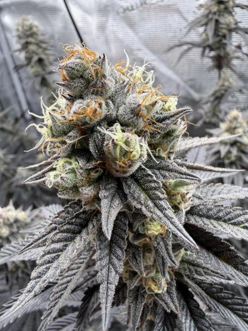 Glitter Bomb Cuts. Week 16