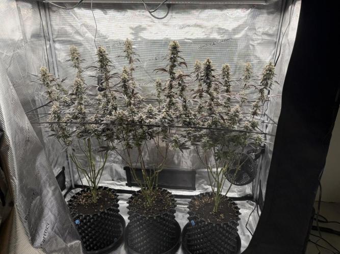 Glitter Bomb Cuts. Week 16