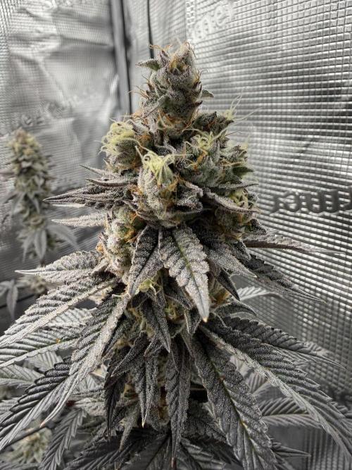 Glitter Bomb Cuts. Week 16