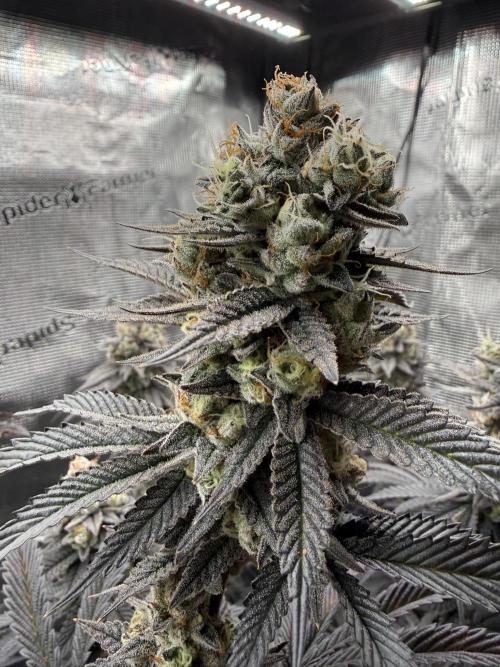 Glitter Bomb Cuts. Week 16