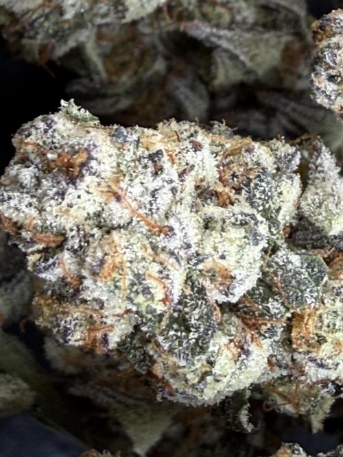 Glitter Bomb. Week 17