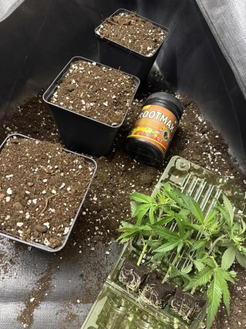 Super Boof cuttings - Blockhead Buds. Week 1