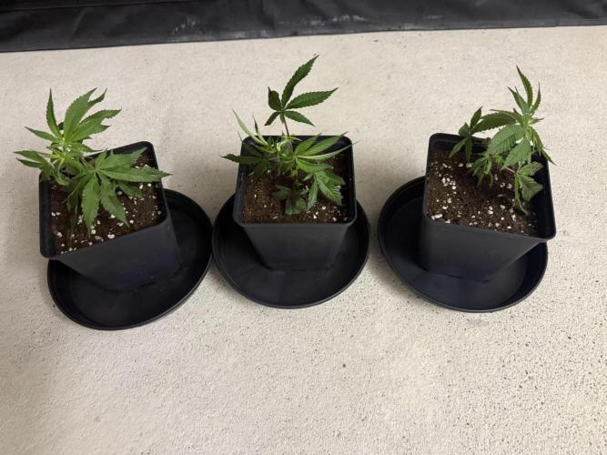Super Boof cuttings - Blockhead Buds. Week 1