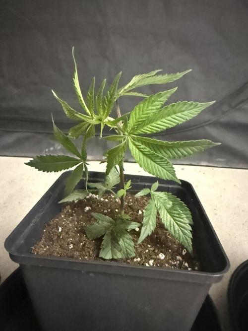 Super Boof cuttings - Blockhead Buds. Week 1