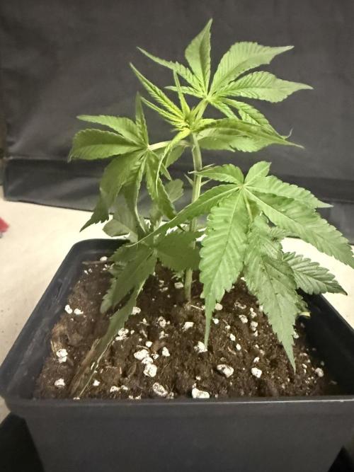 Super Boof cuttings - Blockhead Buds. Week 1
