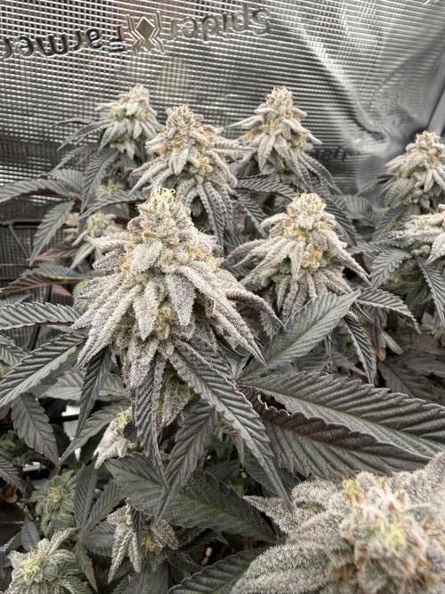 Super Boof cuttings - Blockhead Buds. Week 14