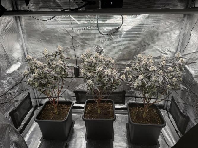 Super Boof cuttings - Blockhead Buds. Week 14