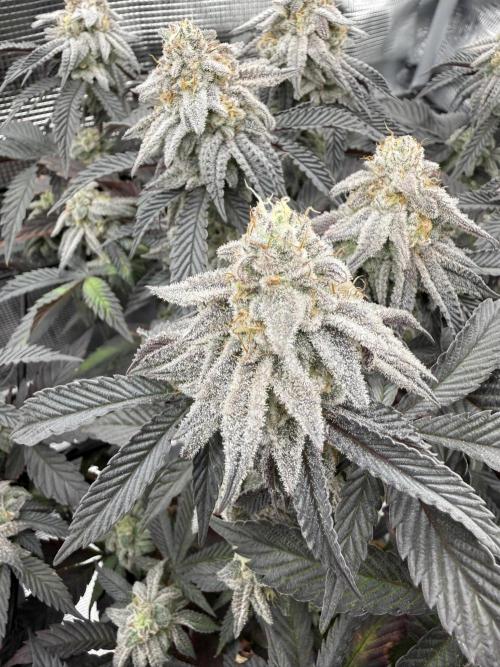 Super Boof cuttings - Blockhead Buds. Week 14